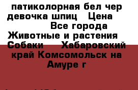 патиколорная бел/чер девочка шпиц › Цена ­ 15 000 - Все города Животные и растения » Собаки   . Хабаровский край,Комсомольск-на-Амуре г.